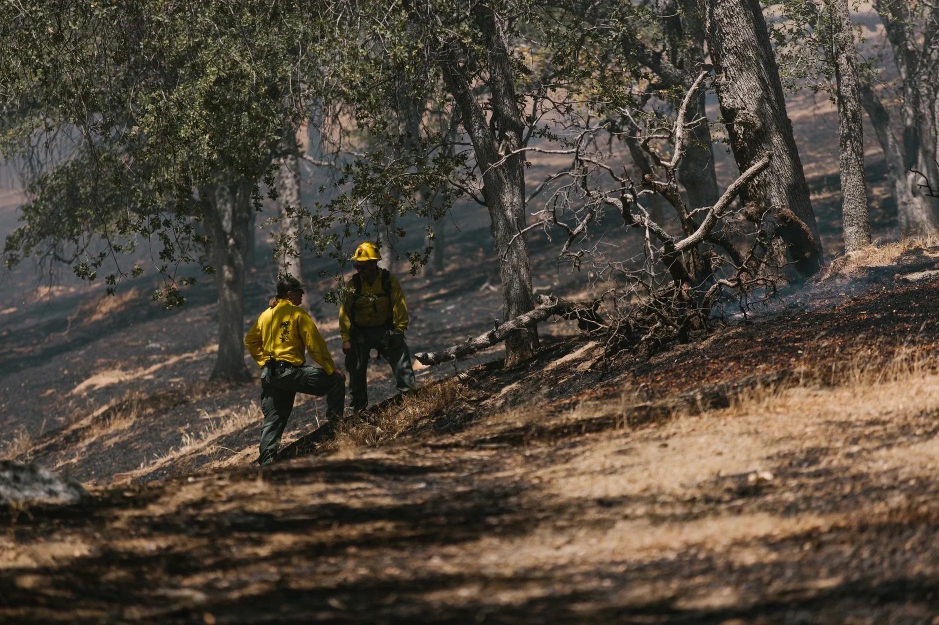 Wildfire Prevention Clearing in Birmingham, AL